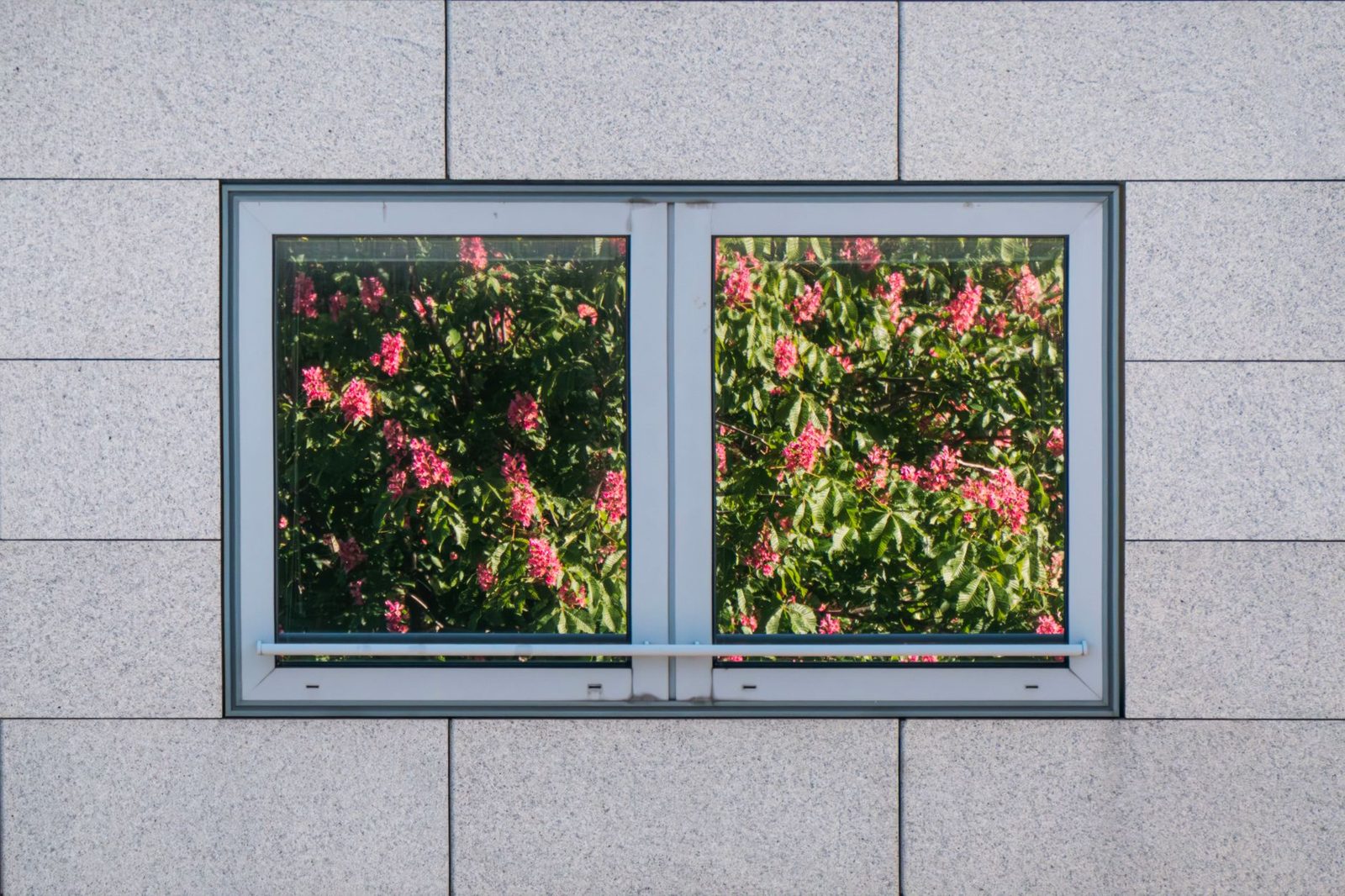Windows reflecting flowering trees